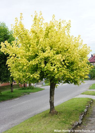 Acer negundo 'KELLY'S GOLD'