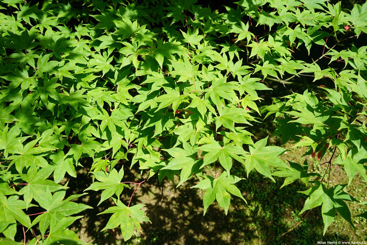 acer palmatum