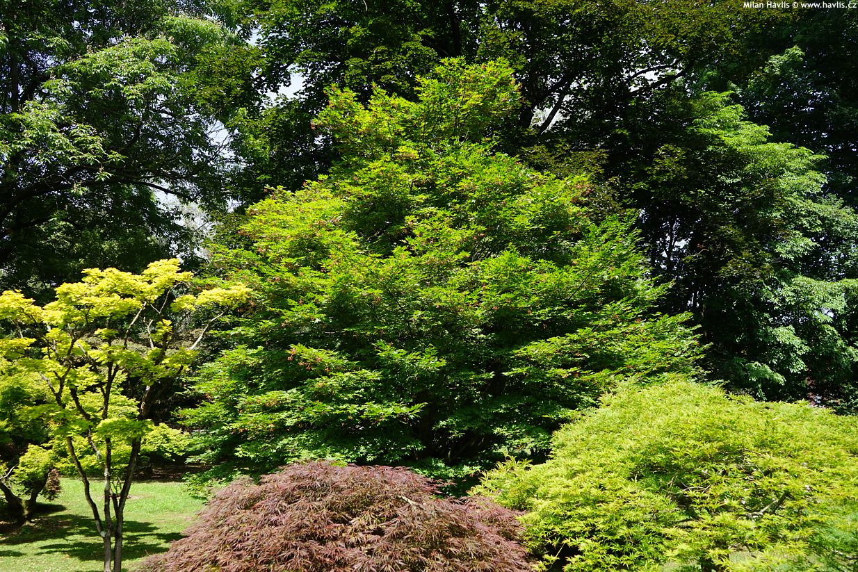 acer palmatum