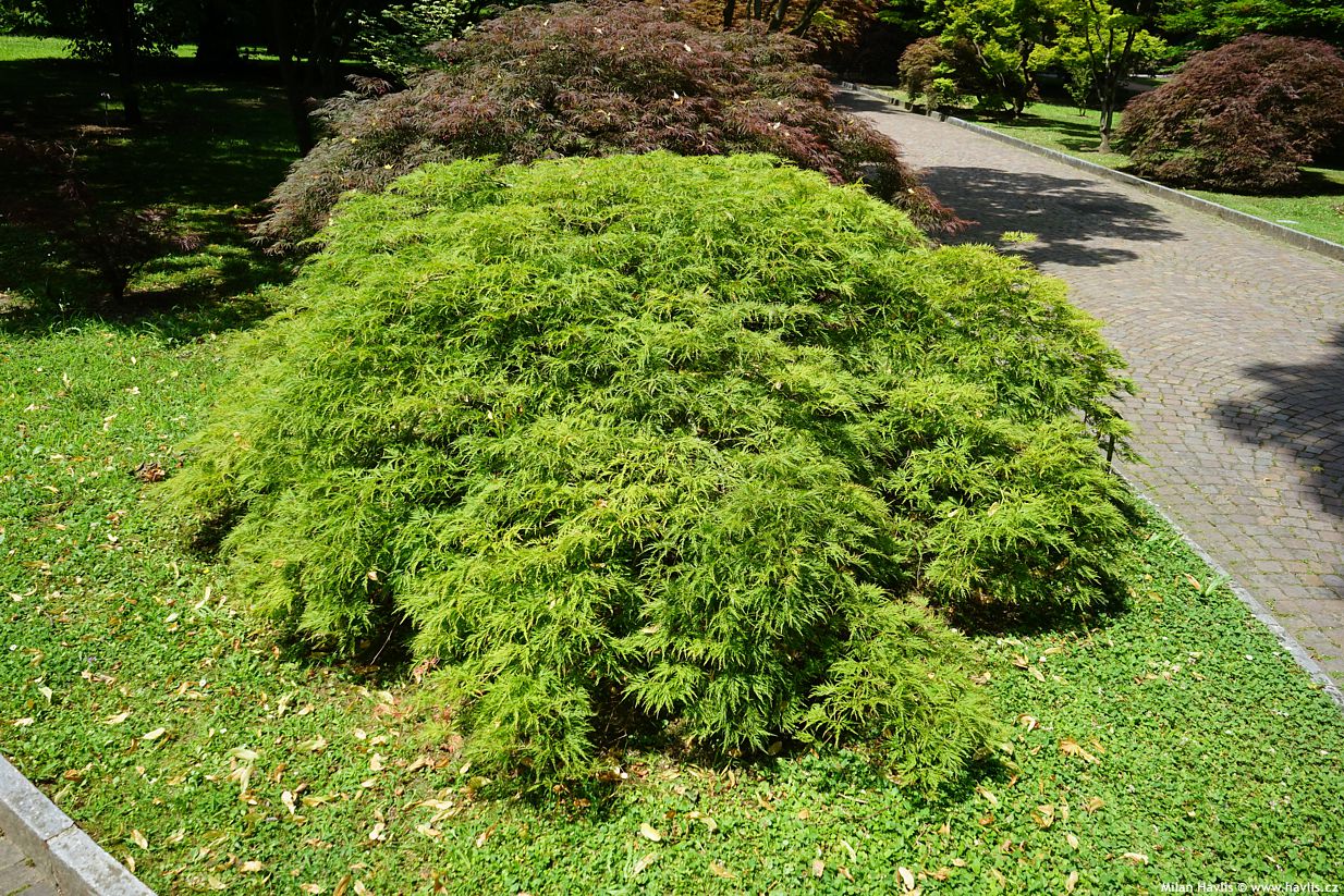 acer palmatum Green Lace