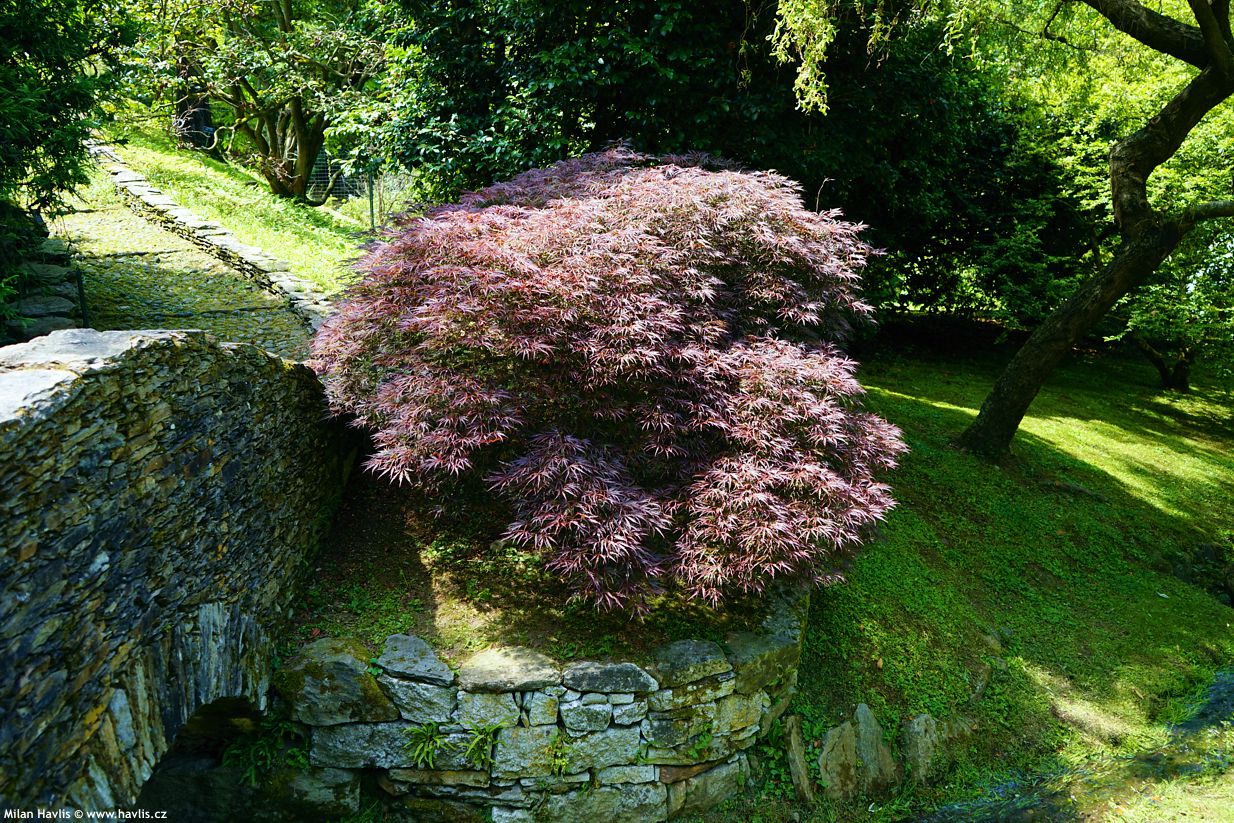 acer palmatum Inaba Shidare