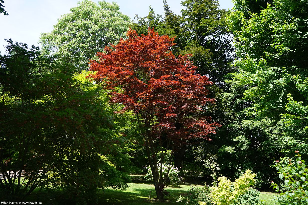acer palmatum Red Flash