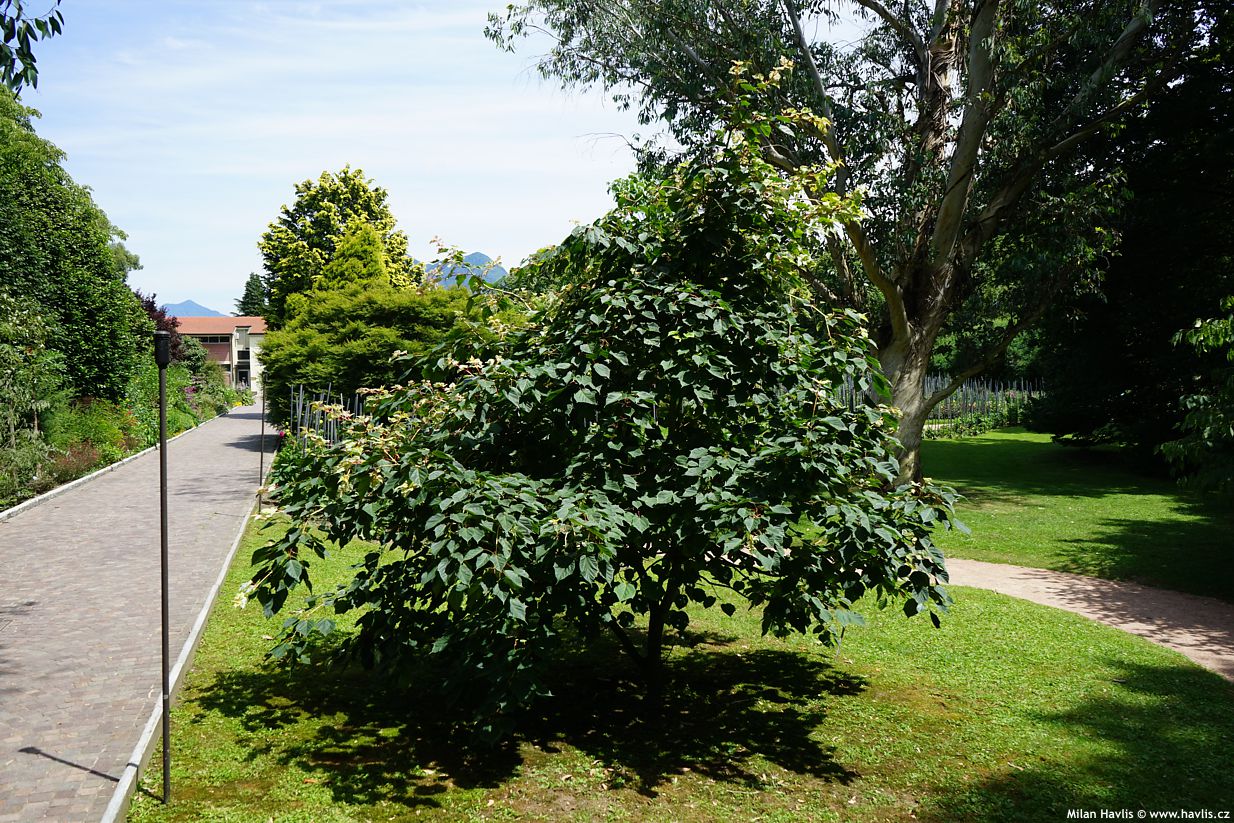 acer x conspicuum Esk Flamingo