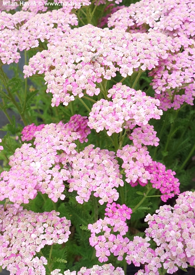 Achillea millefolium (Syn. 'Apfelblte') 'APPLEBLOSSOM'
