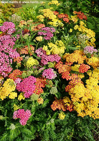 Achillea millefolium MILLY ROCK™ MIXMASTERS