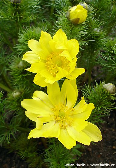 Adonis vernalis 