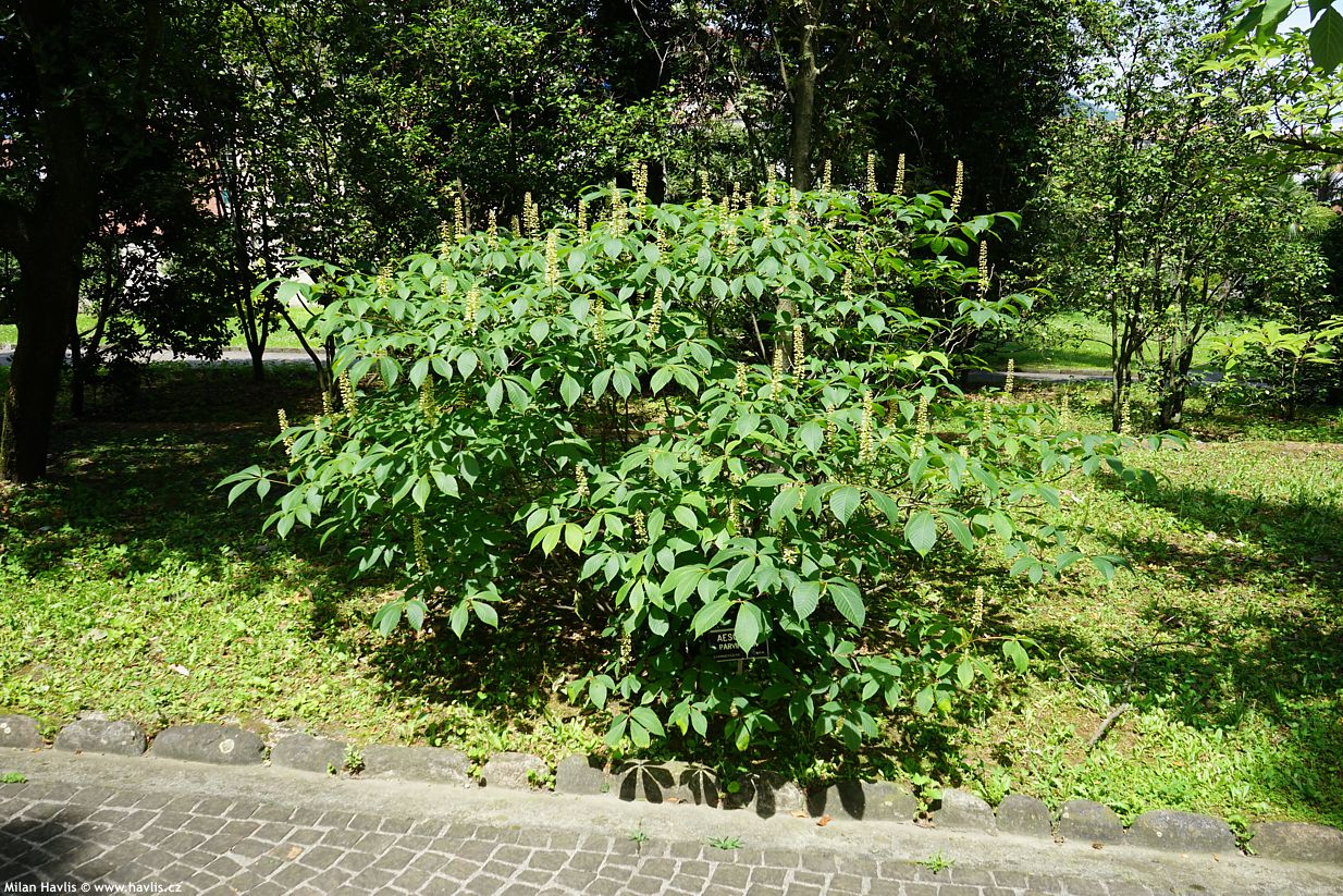 aesculus parviflora