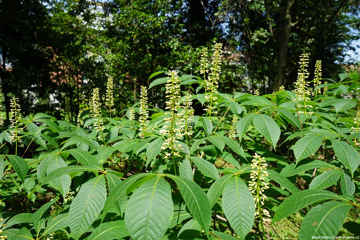 aesculus parviflora