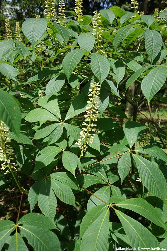 aesculus parviflora