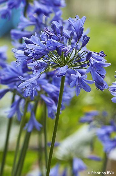 Agapanthus 'ANDbin' EVERPANTHUS® EVER SAPPHIRE