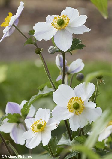 Anemone 'Macane017' ELFIN SWAN