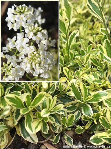 Arabis ferdinandi-coburgii 'OLD GOLD'