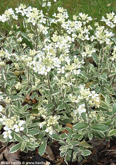 Arabis ferdinandi-coburgii 'VARIEGATA'
