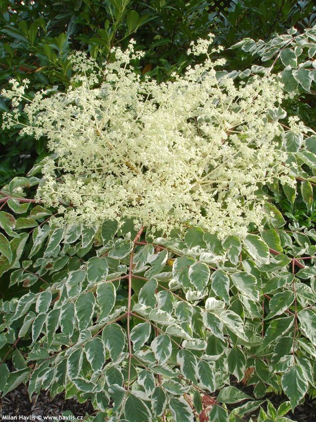 aralia elata Variegata