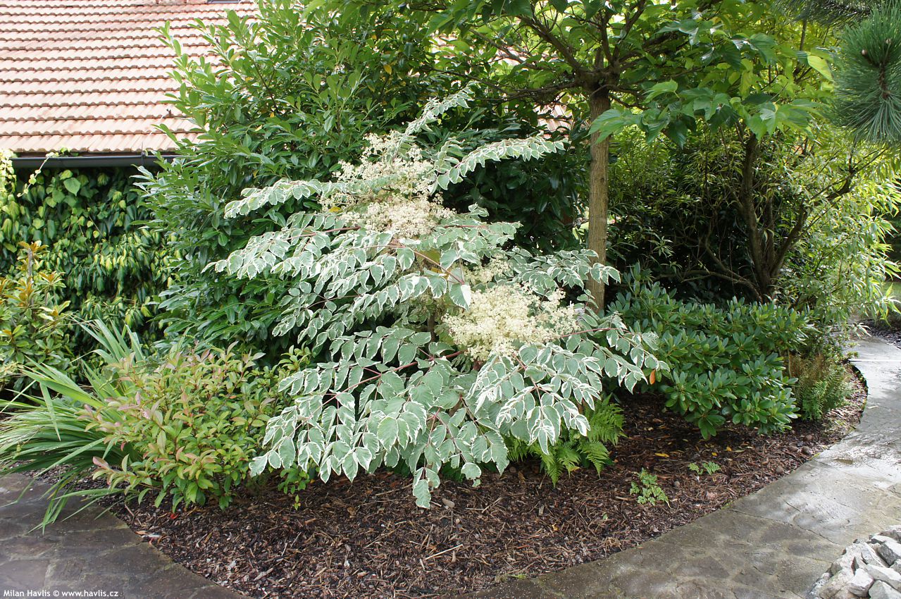 aralia elata Variegata