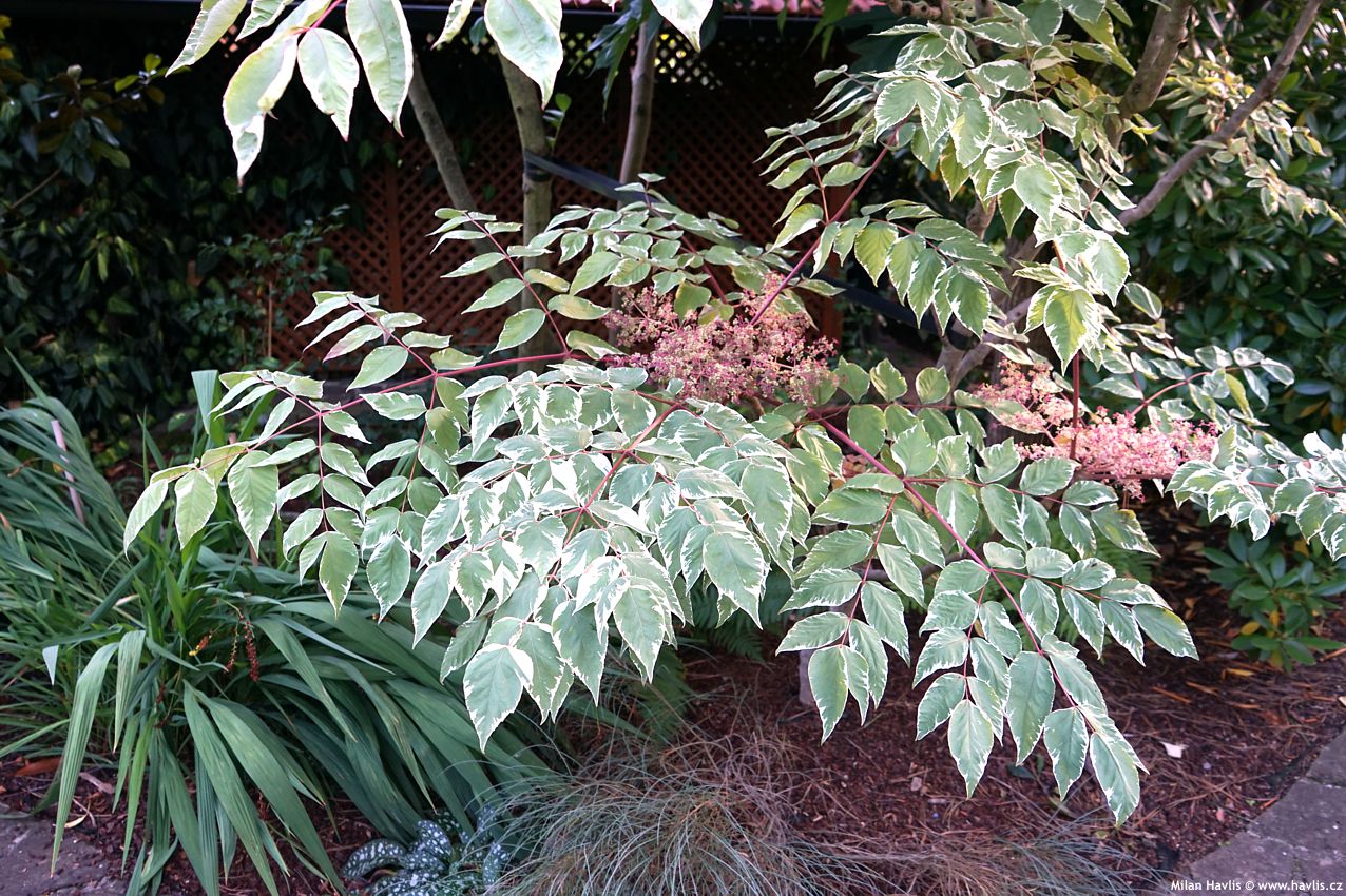 aralia elata Variegata