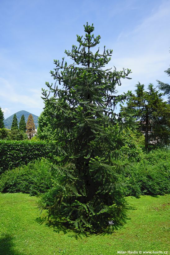 araucaria angustifolia
