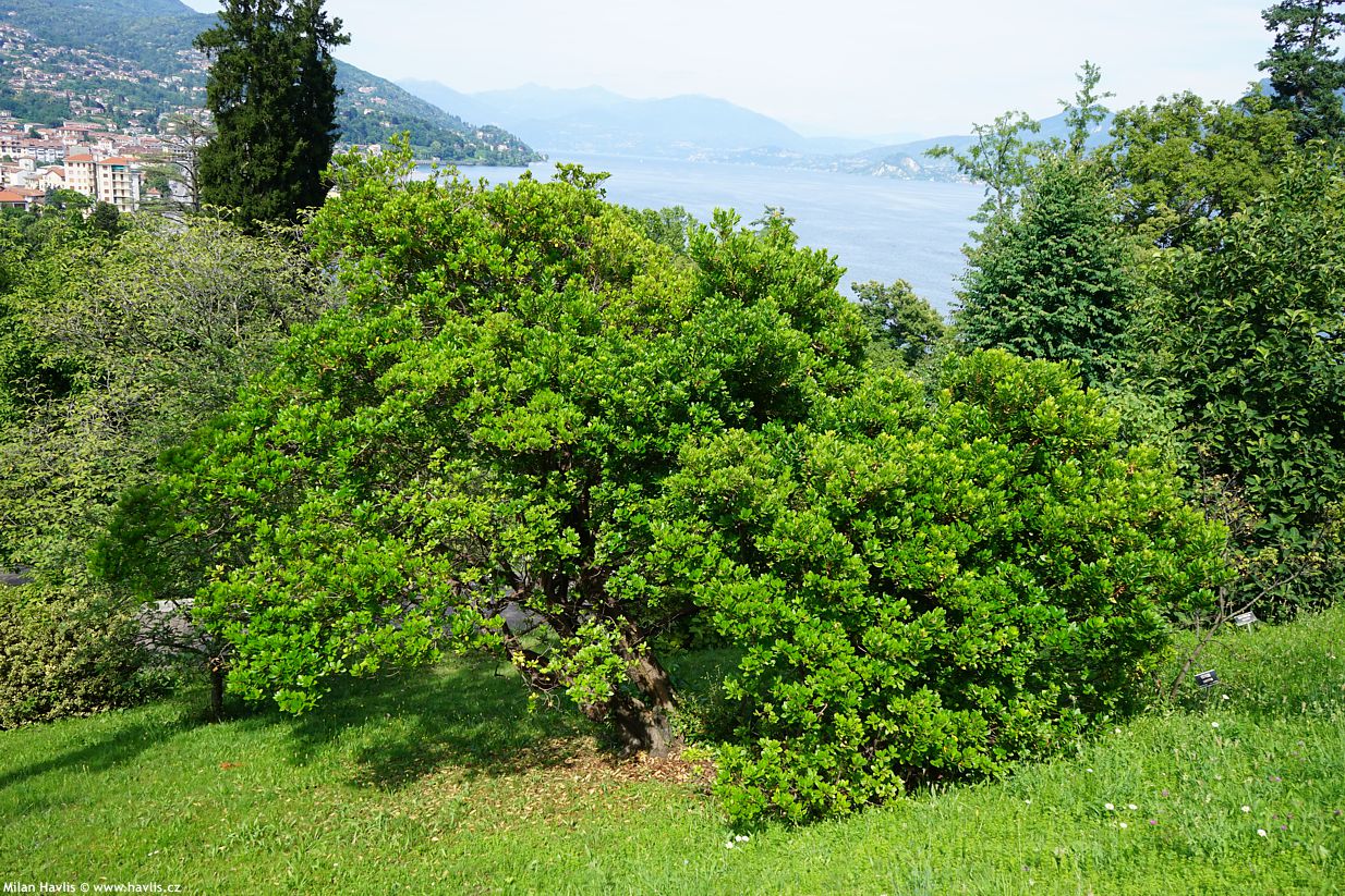 arbutus unedo