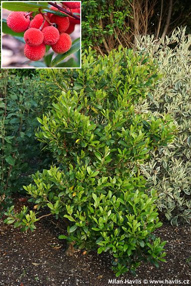 Arbutus unedo 'ATLANTIC'