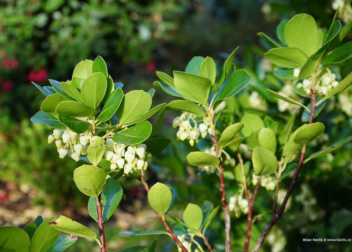 arbutus unedo Peace and Love