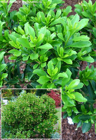 Arbutus unedo 'QUERCIFOLIA'