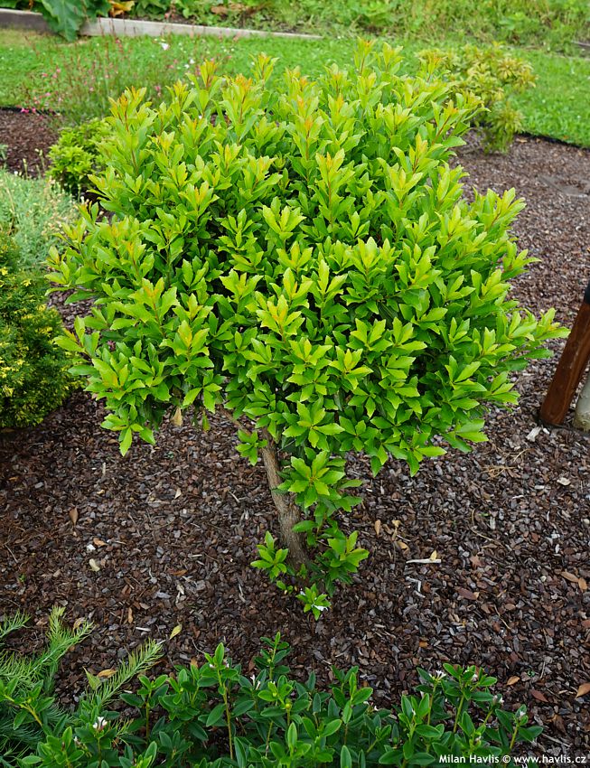 arbutus unedo Quercifolia