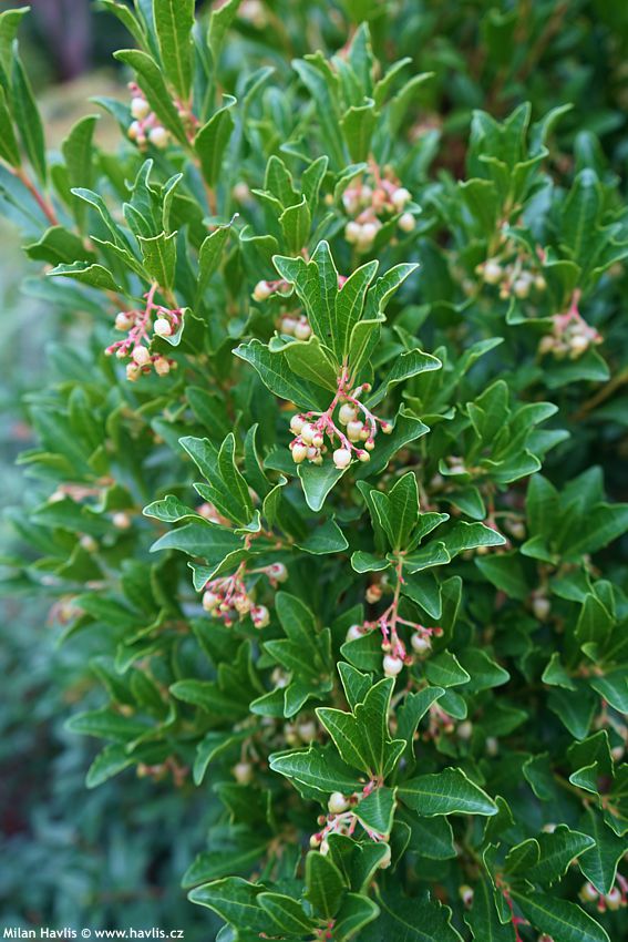 arbutus unedo Quercifolia