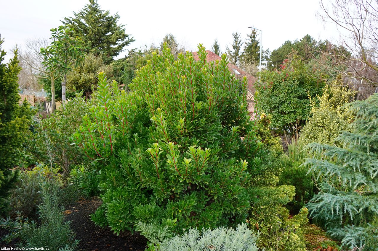 arbutus unedo Quercifolia
