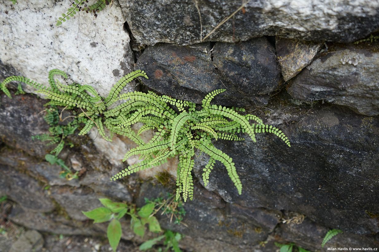 asplenium trichomanes