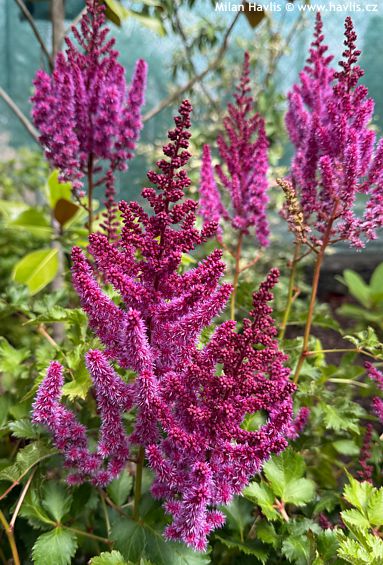 Astilbe chinensis 'PURPLE RAIN'