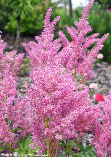 Astilbe 'Verspink' YOUNIQUE� PINK