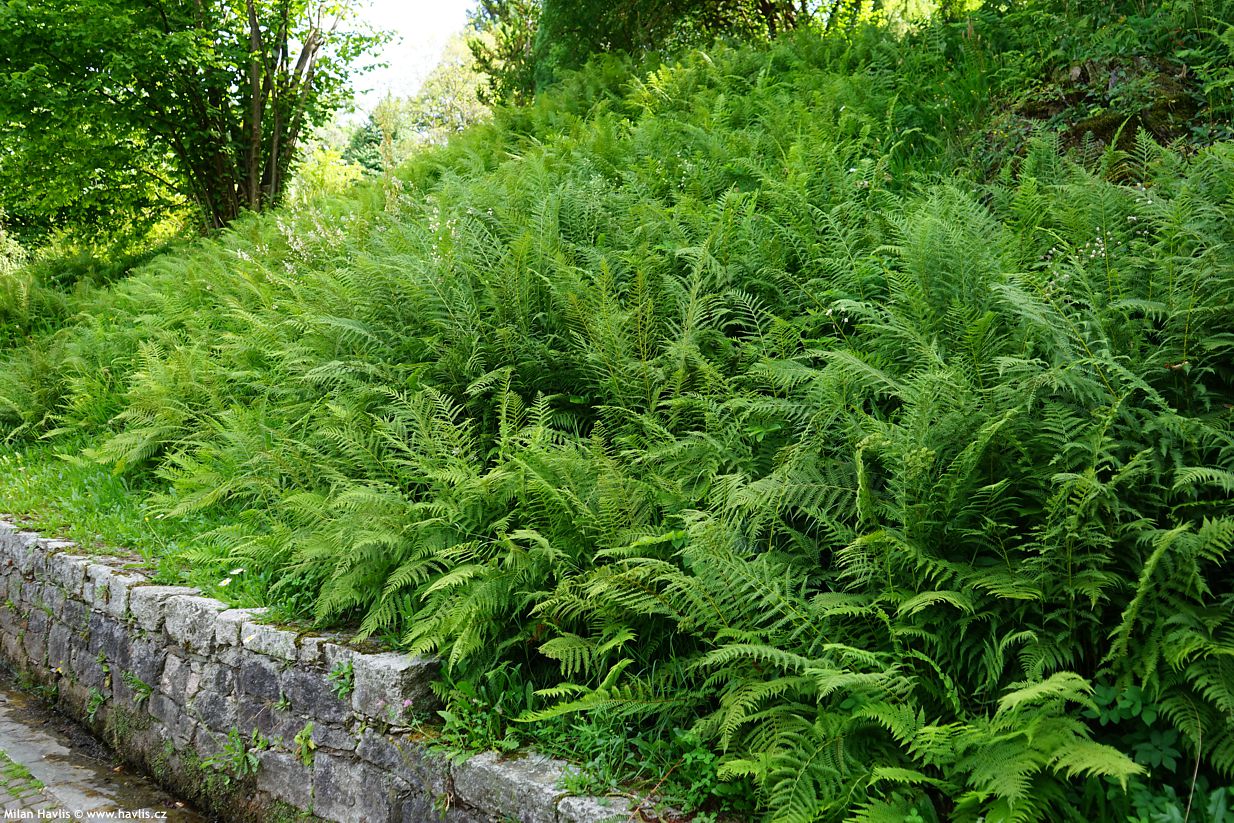 athyrium filix-femina