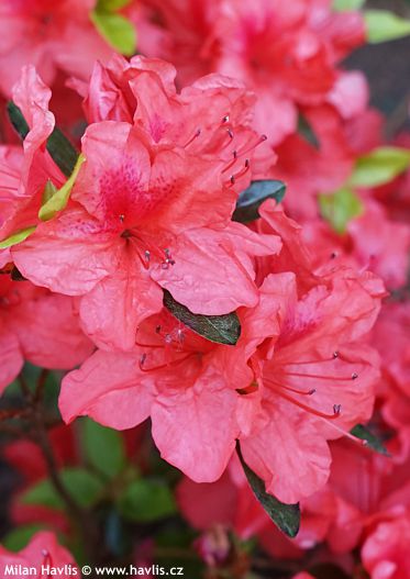 Azalea x 'CAROLINA SALMON'