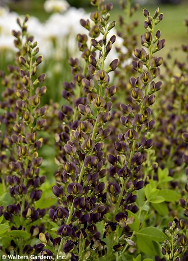 Baptisia 'DARK CHOCOLATE'