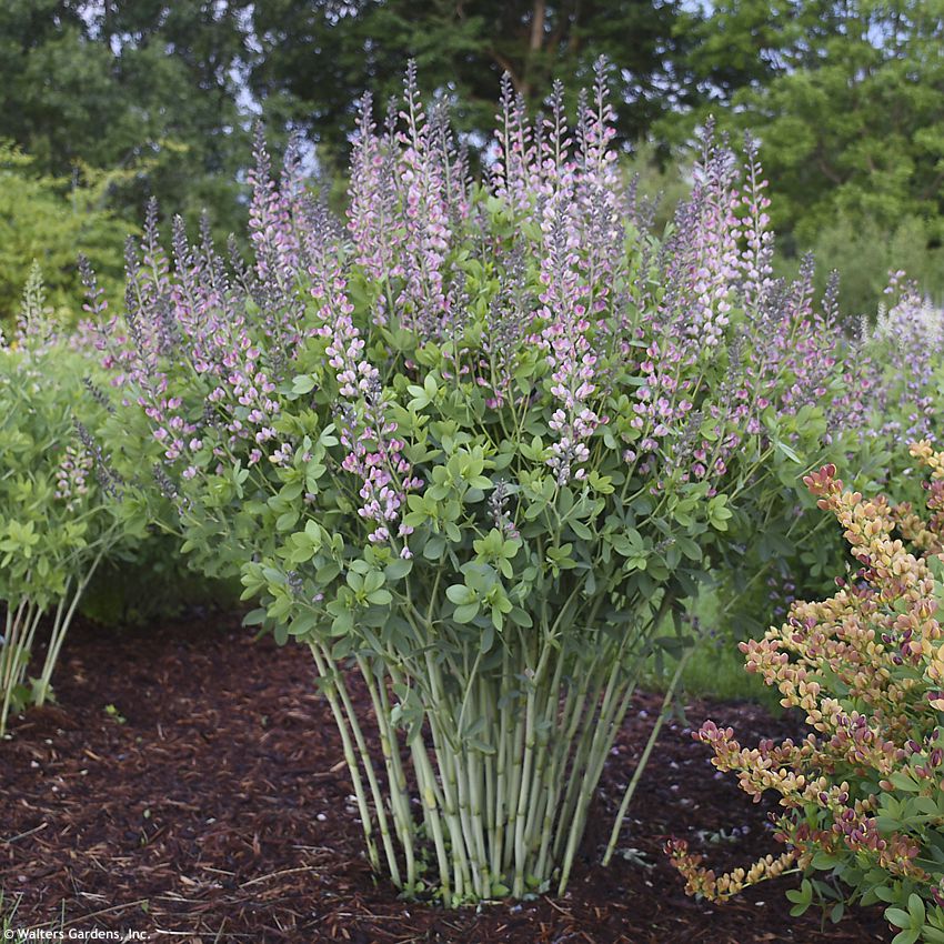 baptisia Pink Trufles WALTERS 1.jpg