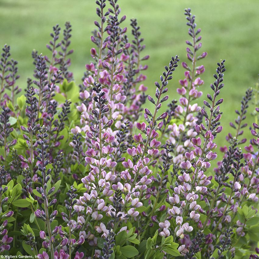baptisia Pink Trufles WALTERS 2.jpg