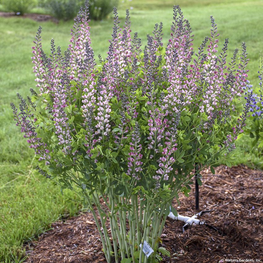 baptisia Pink Trufles WALTERS 3.jpg