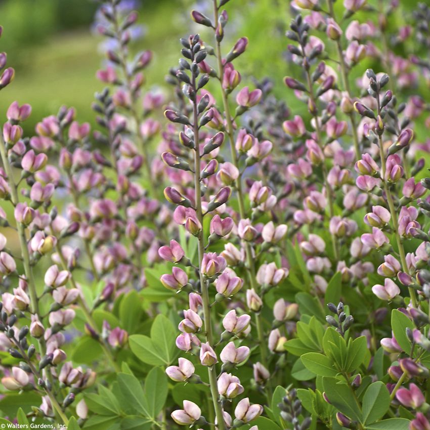 baptisia Pink Trufles WALTERS 4.jpg