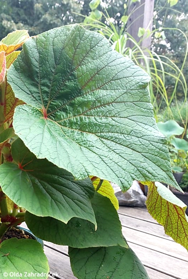 Begonia 'TORSA'