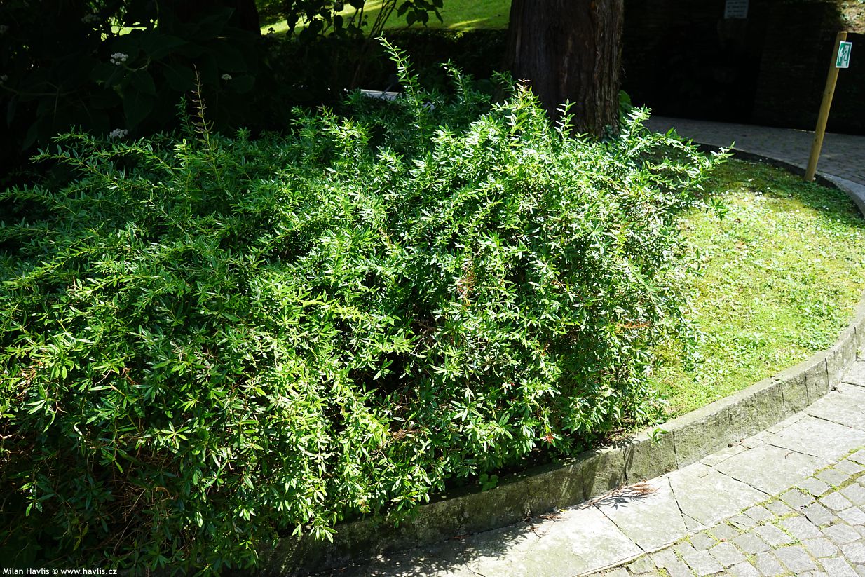 berberis gagnepainii var. lanceifolia