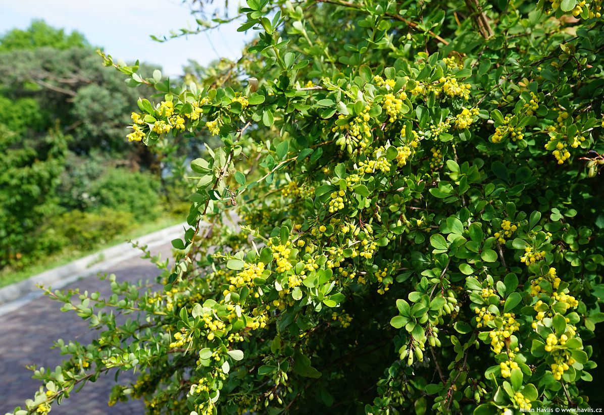 berberis thunbergii