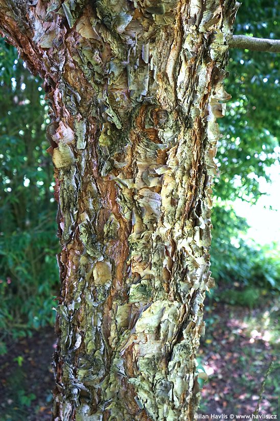 betula nigra