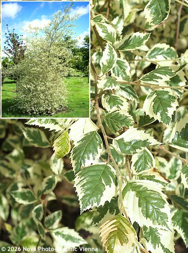 Betula nigra 'SHILOH SPLASH'