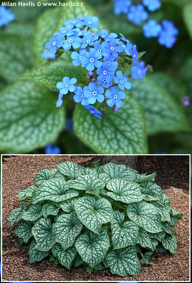 Brunnera macrophylla 'ALEXANDER'S GREAT'