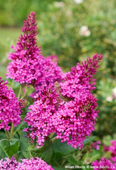 Buddleja davidii 'Botex007' BUTTERFLY CANDY LITTLE CERISE
