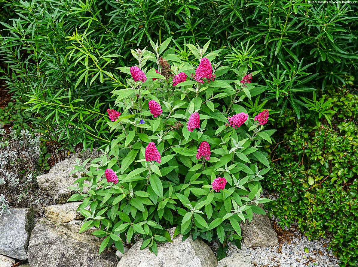 buddleja davidii Butterfly Candy Little Ruby 2024 1.jpg