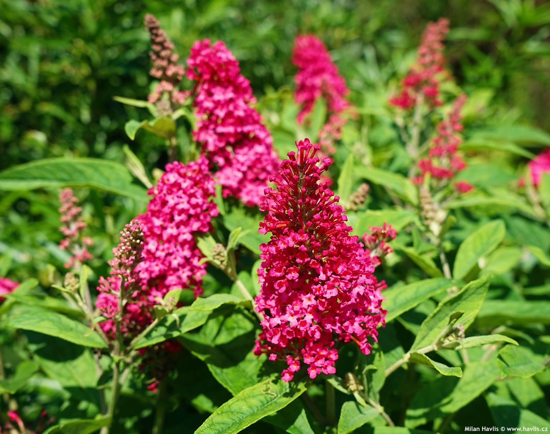 buddleja davidii Butterfly Candy Little Ruby 2025 (10).jpg
