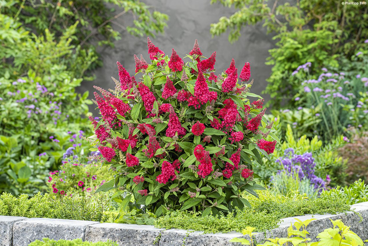 buddleja davidii Butterfly Candy Little Ruby PT 1.jpg