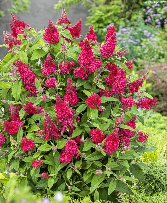 buddleja davidii Butterfly Candy Little Ruby PT 2.jpg
