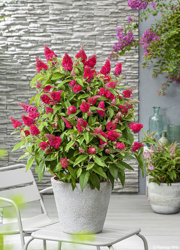 buddleja davidii Butterfly Candy Little Ruby PT 5.jpg